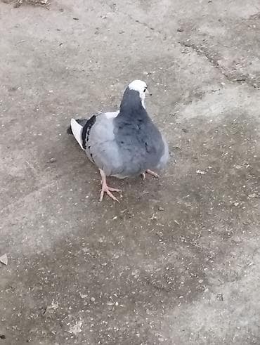 balaca pisik satisi: Salam təmiz qan ağ baş tam sağlam — 6