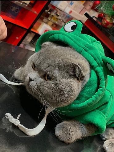 paroda pişik: Şotland yastı qulaq, Erkək, Cütləşmə üçün, Ödənişli çatdırılma — 2