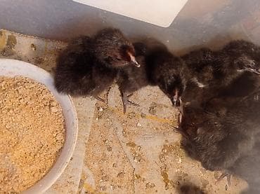 ağ pişik: Toyuq cücələri, Ətlik — 2