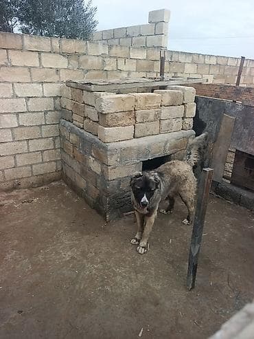 toy pudel satisi: 1 il, Erkek, Peyvəndli, Ödənişli çatdırılma — 3