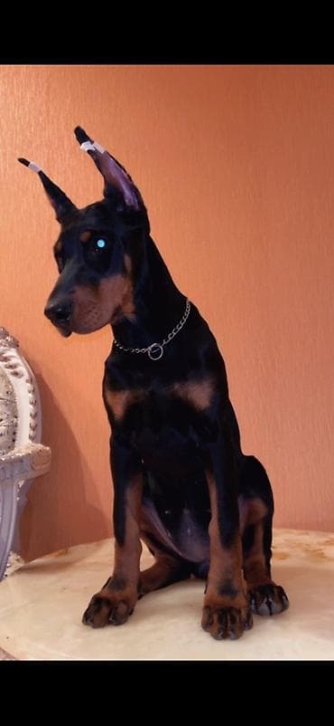 holstein inek satilir: Doberman, 3 ay, Dişi, Sənədli, Ünvandan götürmə, Pulsuz çatdırılma, Ödənişli çatdırılma — 1