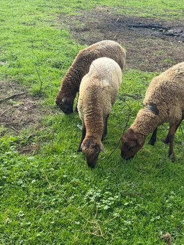 qus bazari bakida: Məhsul:Qoçlar satılır (3 baş) Təsvir: - Fotolarda çəmənlikdə — 4