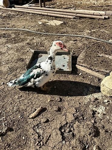 quzu satilir 2021: Erkək, | Lal ördək, Damazlıq — 3