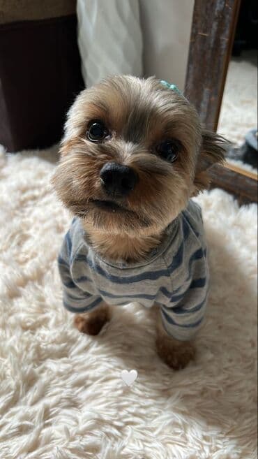 Heyvanlar üçün mallar: Yorkşir teryer, 10 ay, Erkek, Peyvəndli, Ödənişli çatdırılma — 8