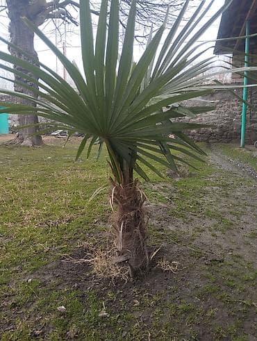 yuxuda gul ekmek: Ağaclar — 1