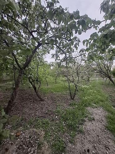 nur mobilya divan fabriki: 4 sot, Tikinti, Mülkiyyətçi, Kupça (Çıxarış) — 6