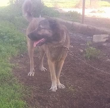 приют для животных в баку адрес: Qurdbasar diwi kurseye az qalib cavandi. unvan baki — 2