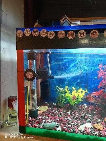 Akvariumlar: Akvaryum dəsti – tam komplekt ünvan Keşlə qəsəbəsi - Şüşə akvaryum — 8