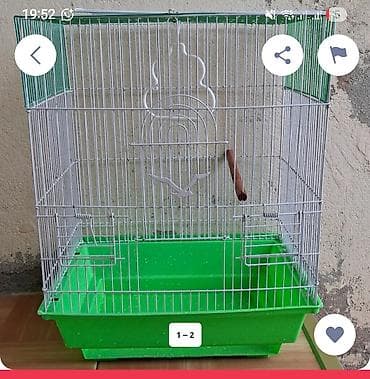 pitbul satisi: Disi satlır.Olduqca aktivdir.Qefelede barter edilir.kohbe qefes teklif — 2