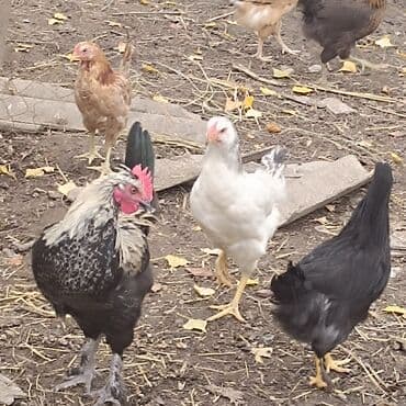 buğda toxumu satışı: Kent colpalari — 3