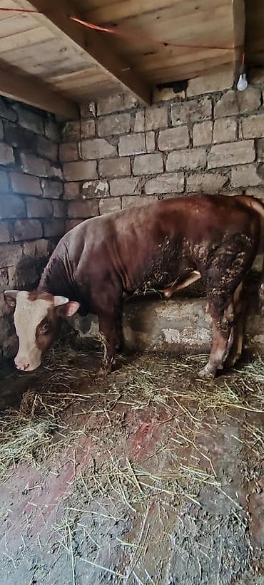 kök dana: Salam Allah hamiya xeyir versin inwAllah 2 eded heyvandi super — 5