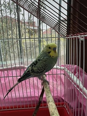 Tutuquşu+qefez 
Aşagi danismag olar