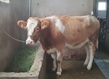 cuce satisi: Satılır: cins dana - Növ: iribuynuzlu (dana) - Rəng: açıq qəhvəyi — 1