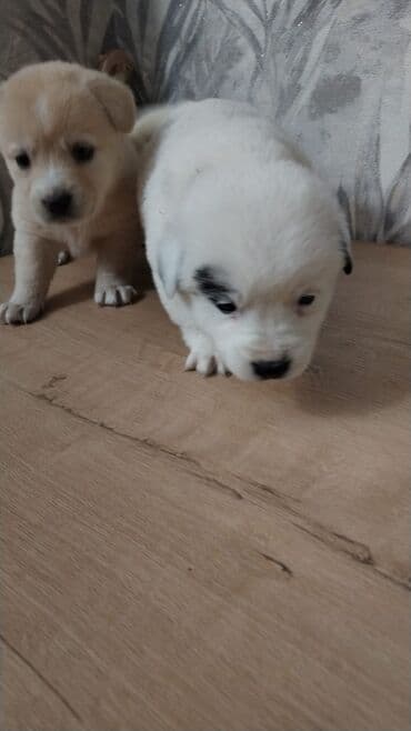 i̇t balası: Balaca it balaları – sevimli ev dostları - Cins: qarışıq (kiçik — 4