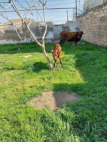 Hinduşkalar: Bala 15 gun du olub Ana 10 litir sud verir unvan baki — 4