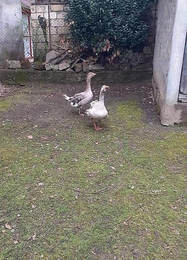 cucelerin satisi: Bir cüt erkəy və dişi saçaqlı qaz satılır yumurtamaq istəyir çox gözəl — 6