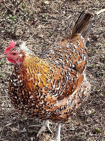 toyuq: Toyuq, Yumurtalıq — 1