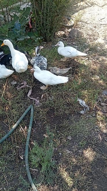 Kənd təsərrüfatı quşları: Dişi, Damazlıq, Ünvandan götürmə — 2