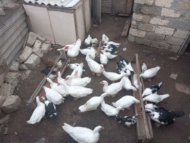 cins ineklerin qiymeti: Самец, | Lal ordek, Для мяса, Самовывоз — 6