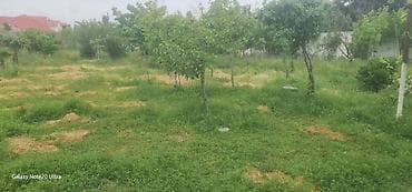 Tikinti, Kupça (Çıxarış)