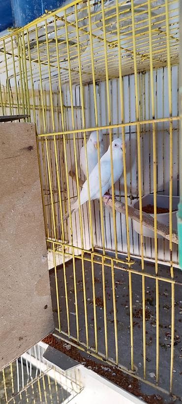 Salam aleykum valnisti quşları satılır bir cütün altında 5 bala bir — 2