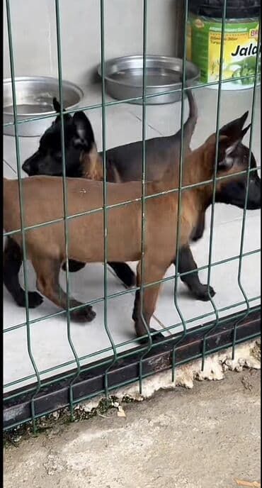 belçika afçarka: Belçika çoban iti, 2 ay, Erkek, Peyvəndli — 4