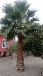 Lüğətlər: Vaşikton Palması — 2