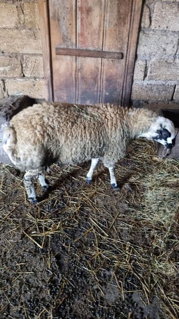 Qoyun. Toğlu Bu toğlu Dizi gözü qara sağlam damazliqa yararli sakit ev — 9