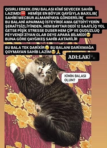 ev sicani: Erkək, Yaxşı əllərə, Pulsuz çatdırılma — 1