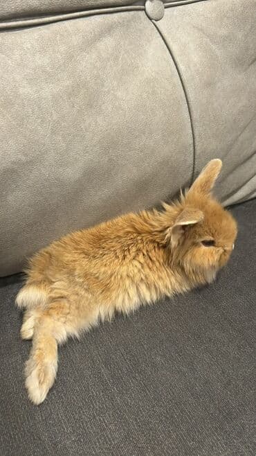 dovşanlar karlik: Ev dovşanı – yumşaq tüklü, kiçik ölçülü - Növ: dekorativ ev dovşanı — 2