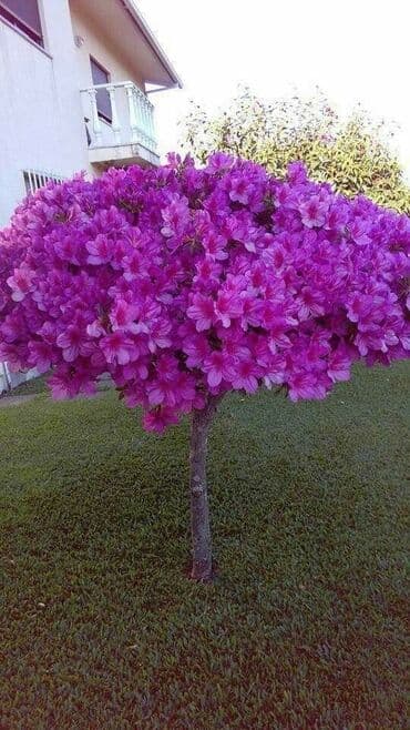 bonsai ağacı haqqında məlumat: Hər növ dekorativ ağac və güllərin satışı 🔵Sifarişlərini çatdırılması — 19