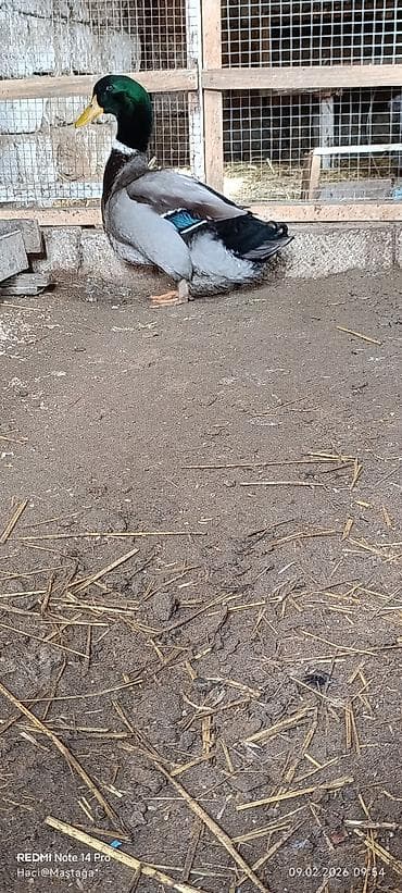 golden retriver it: Erkək, Damazlıq — 2