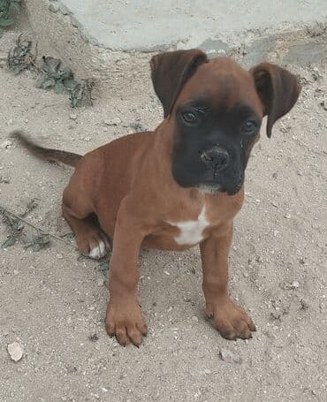 1 aylık doberman: Bokser, 3 ay, Erkek, Peyvəndli — 4