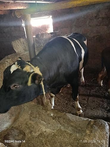 itlerin satisi 2018: Dana öz inəyimizin balasıdır. 250 kq artıqdir Qurbanlıq üçün əla — 3
