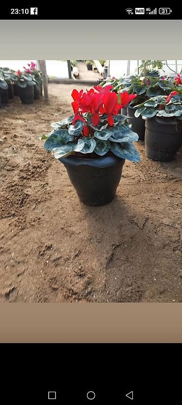 yaz fesline aid sekiller: Siklamen gülləri solmayan güllər hər fəsildə gül açır — 3