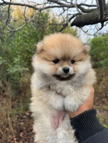 chow chow qiymetleri: Şpitz, 2 ay, Dişi — 1