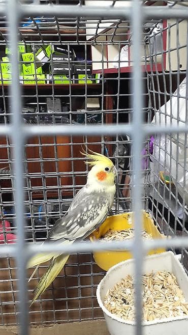 ev qusu: Məhsul: Nimfa tutuquşuları (Cockatiel) Təsvir: - Qəşəng qaşlı — 3