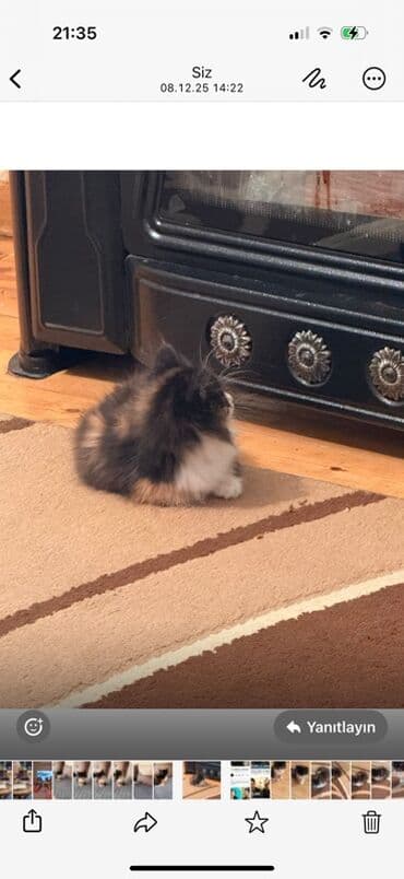 sinsella pisik: Dişi, Yaxşı əllərə, Ünvandan götürmə — 2