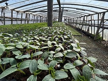 Çöl bitkiləri: Məhsul: Fidan və tinglər (istixana yetişdirilməsi) Təsvir: - Peşəkar — 10