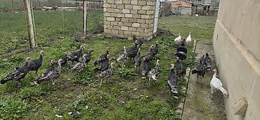 ev qusu: Məhsul: Türki (hind toyuğu) sürüsü Təsvir: - Fotoşəkillərdə göründüyü — 3