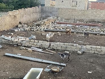 bala at: Satılır – yerli cins keçilər sürüsü - Şəkillərdə olan tam sürü — 3