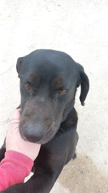 qus adlari: Dezenfekiye xidmeti _ bir bire gemirci ilan ve butun xidmet var — 1