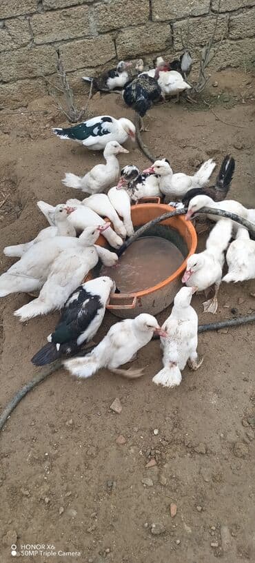 zumrud ordək: Məhsul: Muskovi (Hind) ördəkləri – müxtəlif rənglərdə sürü Təsvir: - — 21