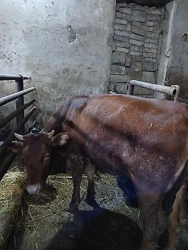 Quşlar: Krasni Step Rasiya Sort danadır Anasi 20 25 ltr sud verib malima — 4