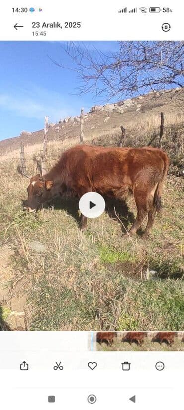 Qırmızı rəngli cins buzov - Növ: iri buynuzlu heyvan, buzov - Rəng