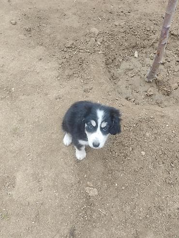 afcarka balası: Koker spaniyel, 2 ay, Dişi, Peyvəndli, Ödənişli çatdırılma — 3