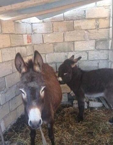 Eşşək südü satılır…bir stekan 20 manat yarim litr 50…ünvan. Mehdiabad…