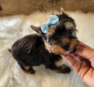 itler bala: Yorkşir teryer, 1 ay, Erkek, Sənədli, Pulsuz çatdırılma — 2