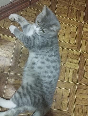 Quşlar: Pulsuz sahibləndirilir. Qısa tüklü ev Britan pişiyi.8-9 aylıqdı.Boz-ağ — 2