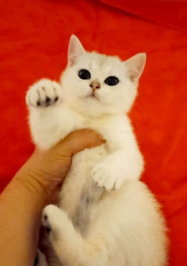 ağ pisik: Britan, Dişi, Yaxşı əllərə, Ünvandan götürmə — 2